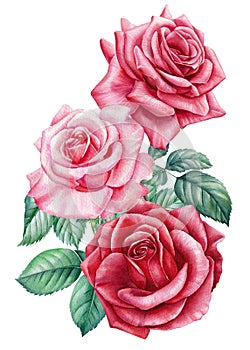 Roses. Hand drawn watercolor painting on white background. bouquet of pink and red flowers