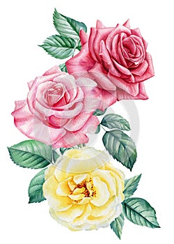 Roses. Hand drawn watercolor painting on white background. bouquet of pink and yellow flowers