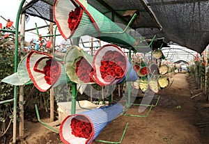 Roses Harvest, plantation in Ecuador