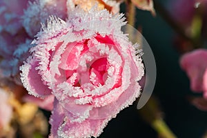 Roses with ice crystals