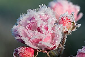 Roses with ice crystals