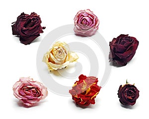 Roses isolated