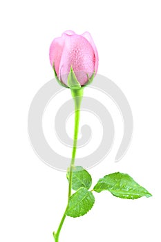 Roses isolated on a white background