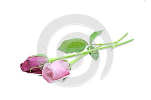 Roses isolated on a white background