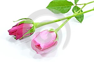 Roses isolated on a white background