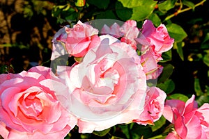 Roses and landscape in the garden in midsummer, in a sunny day. Green landscape