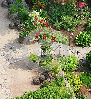 Roses in landscaped garden