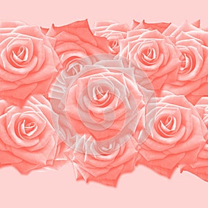 Roses in Living Coral Square Background, Header, Cover