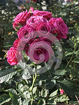 Roses at Longwood Gardens