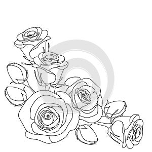 Roses, monochrome illustration, coloring page