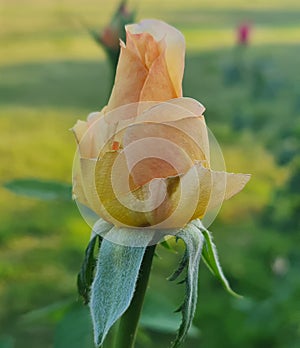 Roses in nature