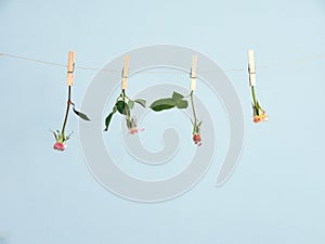 roses with no petals held by clothespin or clothes pegs, isolated on gray background, with copy space