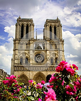 Roses at Notre Dame Paris France