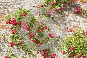 Roses on an old wall