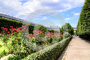 Roses in Palais Royal garden in center of Paris, France