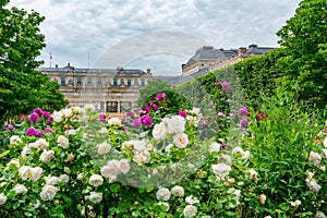 Roses in Palais Royal garden in spring, Paris, France