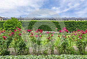 Roses in Palais Royal gardens, Paris, France