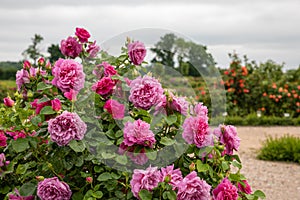 Roses in the park of the Rundale Palace in Latvia