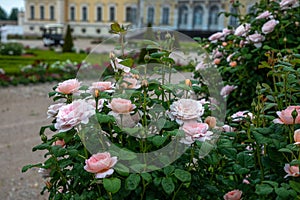 Roses in the park of the Rundale Palace in Latvia