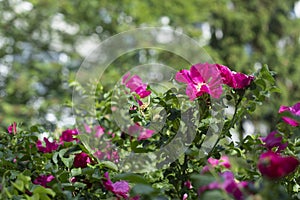 Roses in park. Spray roses. Garden details