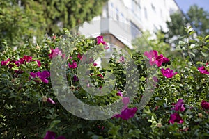 Roses in park. Spray roses. Garden details