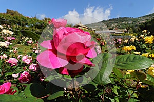 Roses at the parks of Nervi.The parks of Genoa nervi have one of the largest rose gardens in Italy