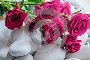 Roses on pebbles