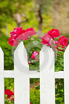 Roses on picket fence