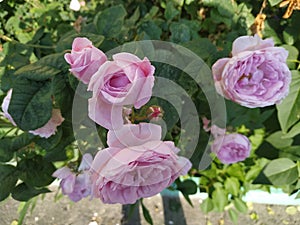 Roses pinc favourite flowers in the garden photo