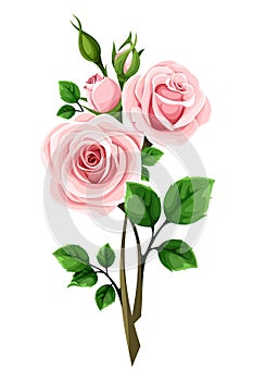 Roses. Pink roses with stems isolated on white. Vector illustration