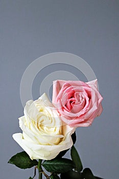 Roses couple love pink white isolated deep card background