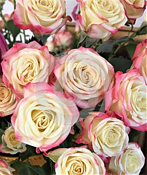 Roses in with, pink and yellow.