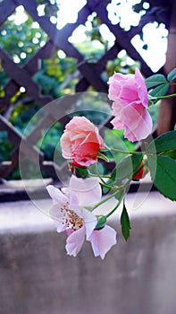 Roses plant on trellis