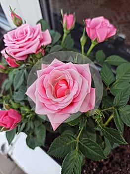 Roses planted in a pot on a windowsill