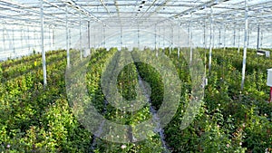 Roses or plants growing in a glass greenhouse. Flower cultivation in greenhouse. Flowers production on plantation