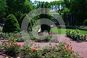 Roses and Plants at the Merrick Rose Garden in Evanston Illinois