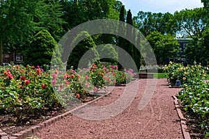 Roses and Plants at the Merrick Rose Garden in Evanston Illinois