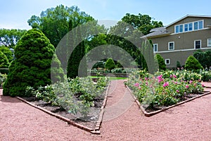 Roses and Plants at the Merrick Rose Garden in Evanston Illinois