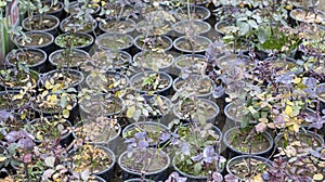 Roses plants are propagated in plants nursery photo