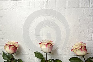 Roses for postcard on a white brick background