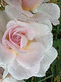 Roses after the rain, Delicate flowers with water drops