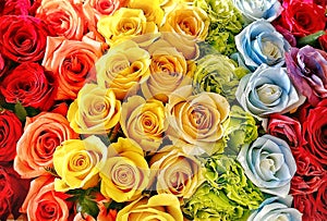 Roses in rainbow colors