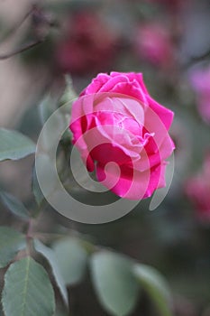 Rose Love , love for couples photo