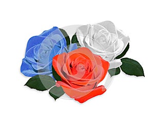 Roses red white and blue isolated