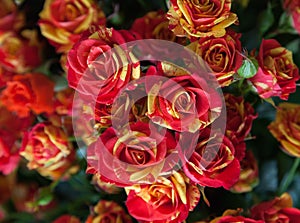 Roses with red - yellow petals