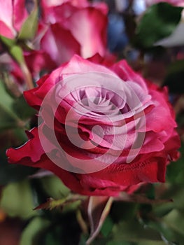 Roses RedPink Nature& x27;s Beauty photo
