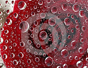 Roses reflection in thousands of raindrop