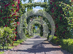 Roses at Rosarium, JÃ¶nkÃ¶ping, Sweden