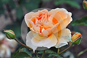 Roses and rose bushes, fragrant