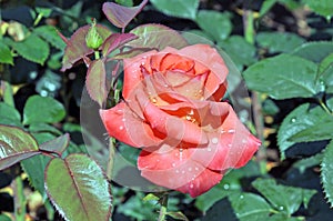 Roses and rose bushes, fragrant